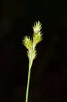 Greenwhite sedge